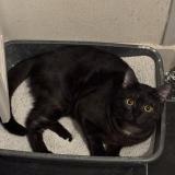 Foto del gato perdido en Saint Jean Le Blanc