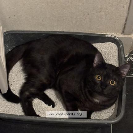 Foto 1/1 Gyu Chat perdido en Saint jean le blanc