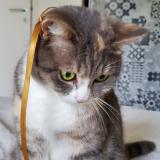 Foto del gato perdido en Arradon