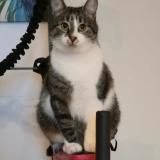 Foto del gato perdido en Lormont