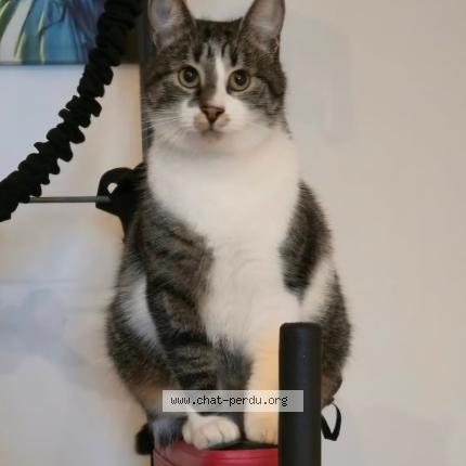 Foto 1/1 Tuti Chat perdido en Lormont