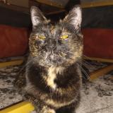 Foto del gato perdido en Clermont Ferrand