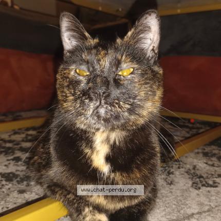 Foto 1/1 Pascal Fanguin Chat perdido en Clermont ferrand