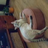 Foto del gato perdido en Melle