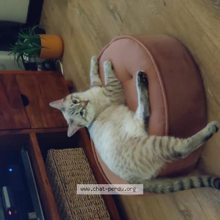 Foto 1/1 Luxio Chat perdido en Melle