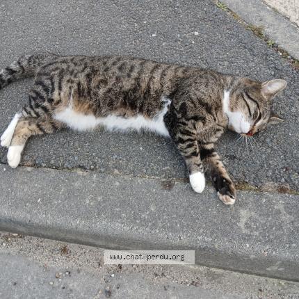 Foto 1/1 Gato encontrado Encontrado en Montussan