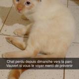Foto del gato perdido en Clamecy