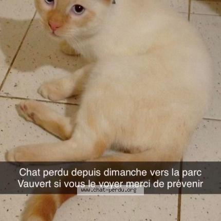 Foto 1/1 Zack Chat perdido en Clamecy