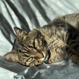 Foto del gato perdido en Saint Nazaire