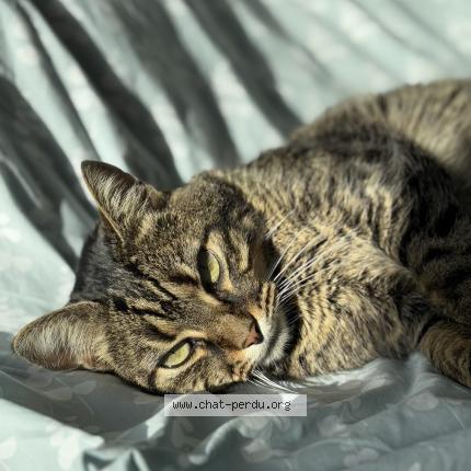 Foto 1/1 magic Chat perdido en Saint nazaire