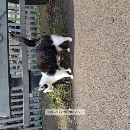 Foto 1/1 Gato encontrado Encontrado en Caen