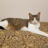 Foto del gato perdido en Aire Sur L Adour