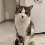 Foto del gato perdido en St Georges Sur Loire