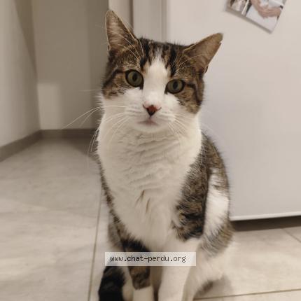 Foto 1/1 TOKYO Chat perdido en St georges sur loire