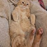 Foto del gato perdido en Reze