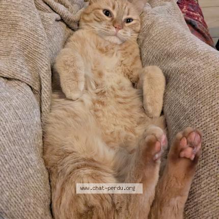 Foto 1/1 Loukoum Chat perdido en Reze