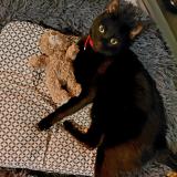 Foto del gato perdido en Notre Dame Des Landes