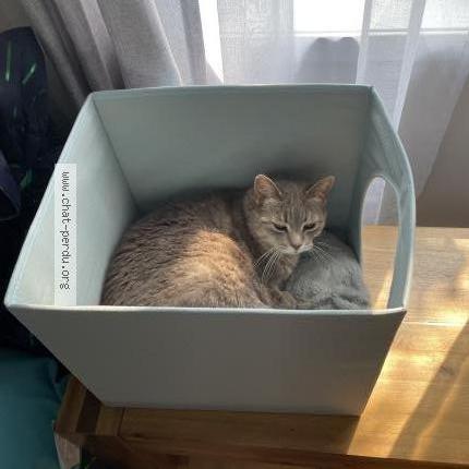 Foto 1/1 Matoune Chat perdido en Longueuil