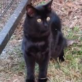 Foto del gato perdido en La Brede