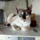 Foto del gato perdido en Champforgeuil