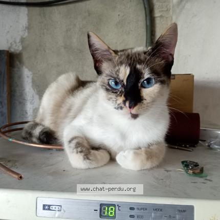 Foto 1/1 mia Chat perdido en Champforgeuil