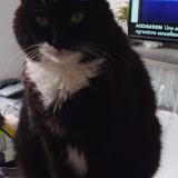 Foto del gato perdido en La Roche Sur Yon