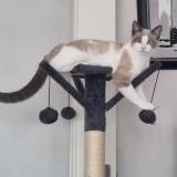 Foto del gato perdido en La Meziere