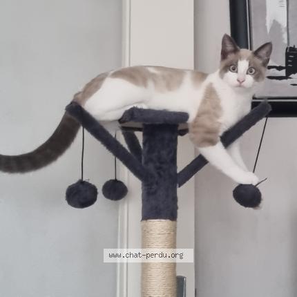 Foto 1/1 Eva Chat perdido en La meziere