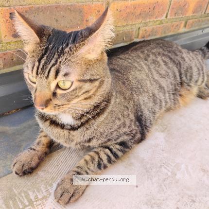 Foto 1/1 Elliot Chat perdido en Longchamp