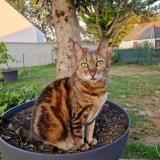 Foto del gato perdido en Grandchamp Des Fontaines