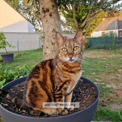 Foto 1/1 JAYA Chat perdido en Grandchamp des fontaines