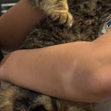 Foto del gato perdido en Nogna