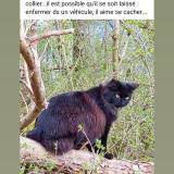 Foto del gato perdido en Taninges