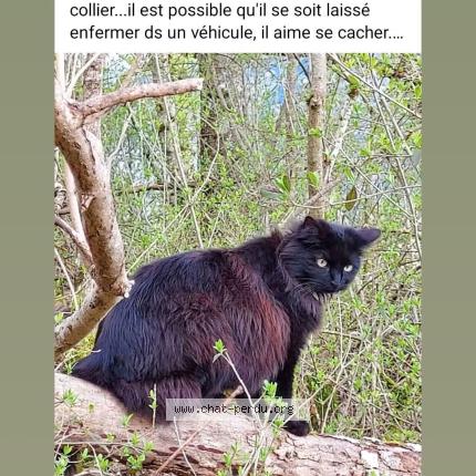 Foto 1/1 Pitch Chat perdido en Taninges