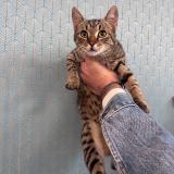 Foto de gato encontrado en Paria