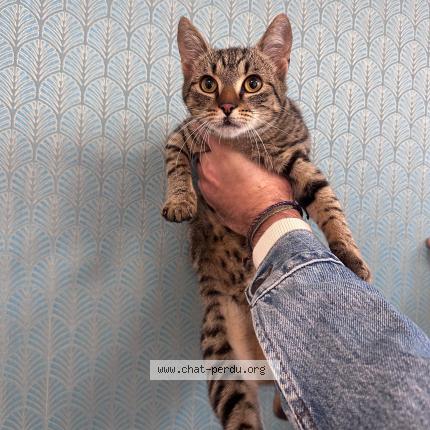 Foto 1/1 Gato encontrado Encontrado en Paria