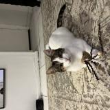 Foto del gato perdido en Arlay