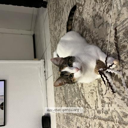 Foto 1/1 Cerise Chat perdido en Arlay