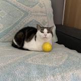 Foto del gato perdido en Challes Les Eaux