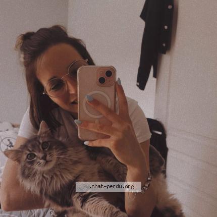 Foto 1/1 Bébé chat Chat perdido en Saint andre d hebertot