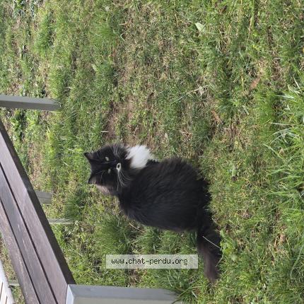 Foto 1/1 Bella Chat perdido en Villecroze
