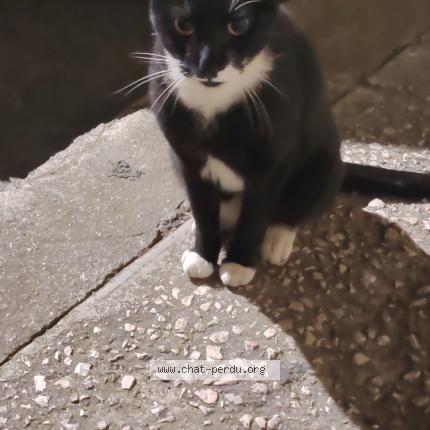 Foto 1/1 Gato encontrado Encontrado en Marseille