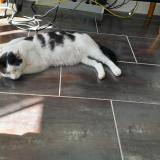 Foto del gato perdido en Maire Levescault