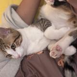 Foto del gato perdido en Etampes