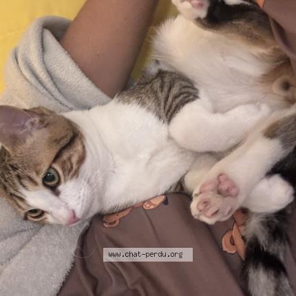 Foto 1/1 Risou Chat perdido en Etampes