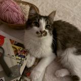 Foto del gato perdido en Lille