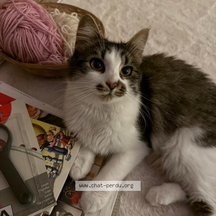 Foto 1/1 Romy Chat perdido en Lille