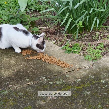 Foto 1/1 Gato encontrado Encontrado en Palaiseau