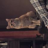 Foto del gato perdido en Saint Jean Pla De Corts