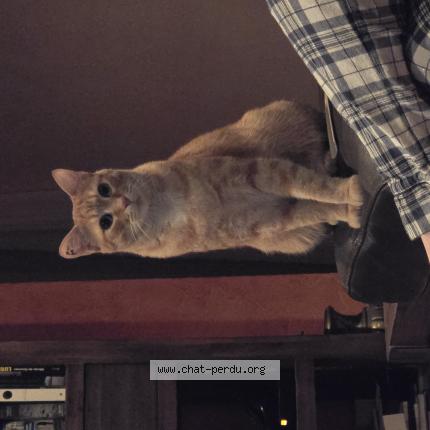 Foto 1/1 Garfield Chat perdido en Saint jean pla de corts